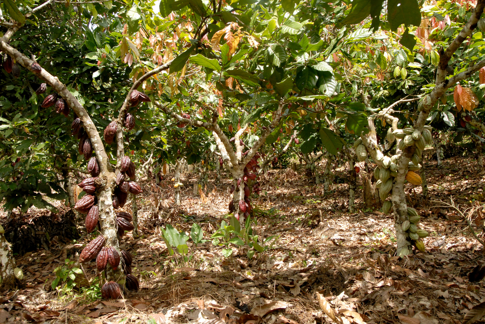 Cocoa production