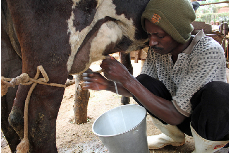 Fresh Milk Production Decreases In 2021